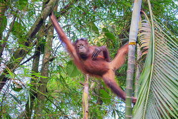 Orangutan in the forest on the island © yurybirukov