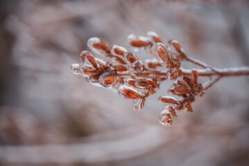 Ice rain. Tree branches in ice. Ice trees. Winter. Spring. Nature. Natural phenomena. Miracles. Trees