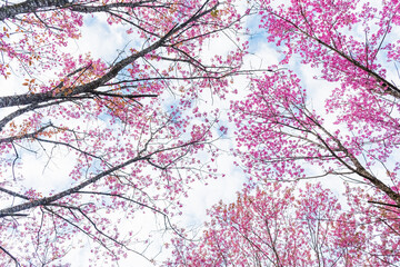 Beautiful Wild Himalayan Cherry Blooming pink Prunus cerasoides flowers at Phu Lom Lo Loei and Phitsanulok of Thailand