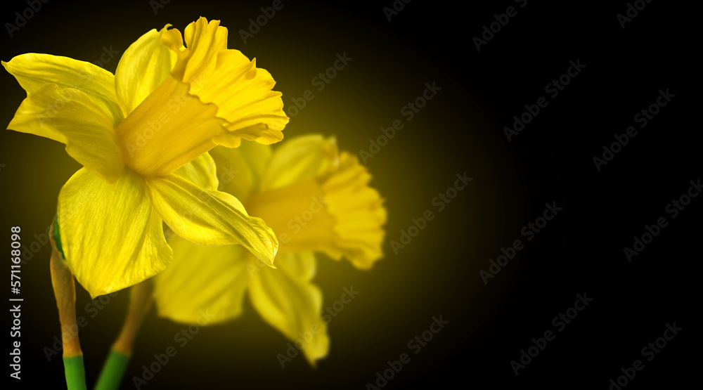 Sticker Narcissus, couple yellow Daffodil flowers isolated on black background, close up. Beautiful Spring Easter daffodils flower art design