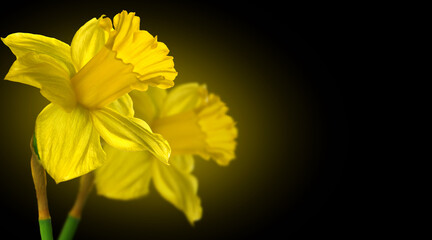 Narcissus, couple yellow Daffodil flowers isolated on black background, close up. Beautiful Spring Easter daffodils flower art design