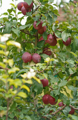 Apple tree branch with several fruits on a summer morning in the garden