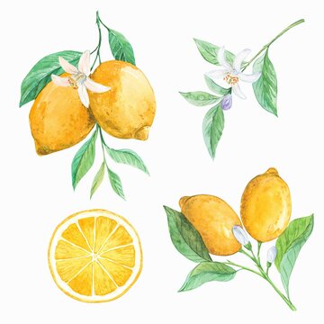 Lemon set, watercolor illustration. Exotic fruits for packaging design, labels. A ripe lemon on a branch with leaves and flowers, piece of the fruit. Clipart for summer decoration.