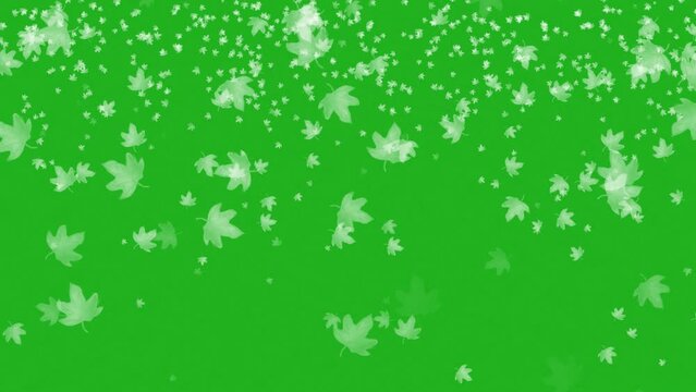 Slow Motion White Shiny Leaves Falling From Top Footage on green screen 