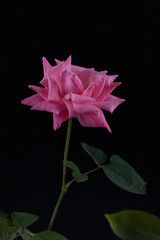Pink rose flower with black background. Selective focus.