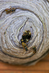 Wasp Nest Closeup