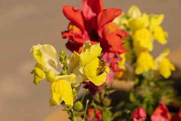 Flower known as "boca de leão", in portuguese, with the scientific name Antirrhinum majus (in Latin) being visited by a bee in search of nectar. Selective focus.