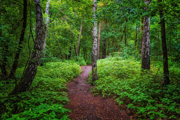 Obraz premium Footpath In Mixed Deciduous Forest