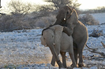 Fototapeta na wymiar Elephants are making love, Etosha NP, Namibia