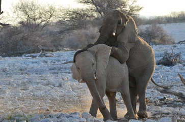 Fotobehang Elephants are making love, Etosha NP, Namibia © Christian