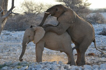 Elephants are making love, Etosha NP, Namibia