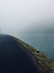 Cygne sur la Meuse, dans la brume