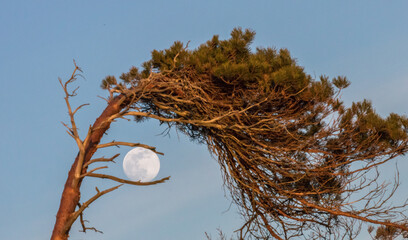 windflüchter am meer