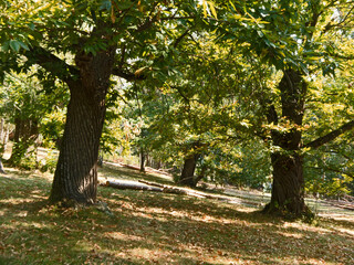 Hain von alten Edelkastanienbäumen am südtiroler Keschtnweg bei Feldthurns 