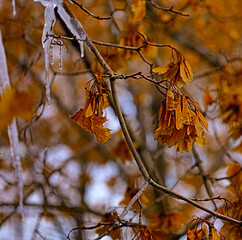 autumn leaves on a tree