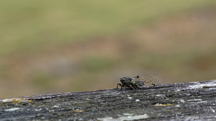 Cicadas have membranous wings