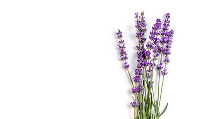 Lavender flowers. Bunch of blooming lavender on a white background