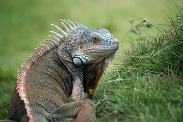 Close up portrait of a common iguana