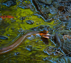Snake eating a fish at Congaree National Park