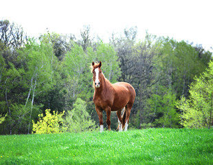 Fototapeta premium Brown horse with white blaze standing in a meadow.