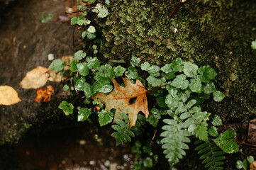 Ferns and Leaves in Great Smoky Mountain National Park