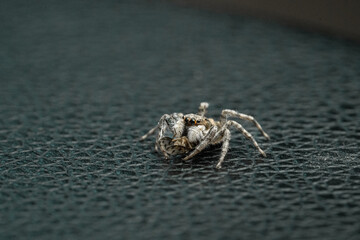 Spider, menemerus semilimbatus. Salticidae, feeding on an insect