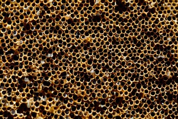 beehive - generative ai