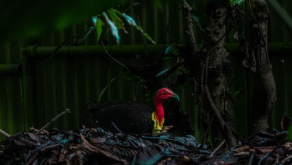 Fotos tomadas en Cairns Australia