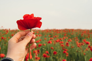 Female hand holding Red poppy flowers in a wild field. Vivid Poppies meadow in spring. Beautiful...