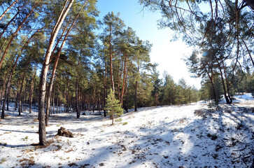 Forest near Kiev at winter