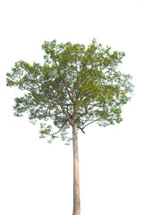 Green tree isolated on transparent background