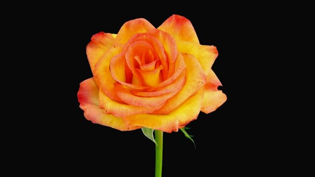 Time lapse of dying beautiful orange-yellow Birdy rose in RGB + ALPHA matte format isolated on black background
