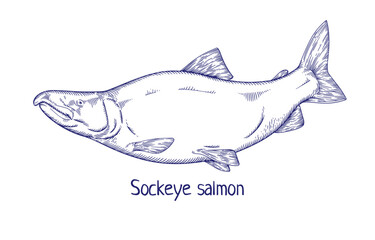 Sockeye salmon, ink drawn in retro style. Outlined etched vintage drawing of Oncorhynchus nerka, Pacific ocean fish. Detailed marine animal. Engraved vector illustration isolated on white background