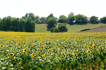 Tournesol