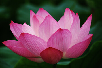 a glorious lotus flower