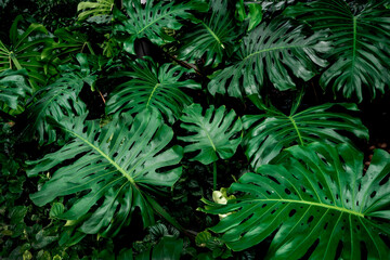Close up nature tropical green leaves background and textured
