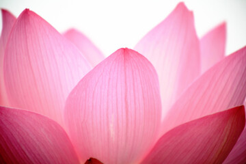 Fototapeta na wymiar a bright lotus flower