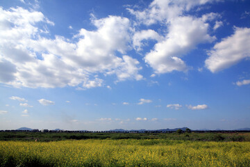 Canola fields and skies