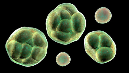 Prototheca wickerhamii algae, 3D illustration. Causes infection in human protothecosis seen as skin nodules - obrazy, fototapety, plakaty