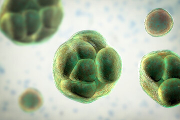 Prototheca wickerhamii algae, 3D illustration. Causes infection in human protothecosis seen as skin nodules - obrazy, fototapety, plakaty