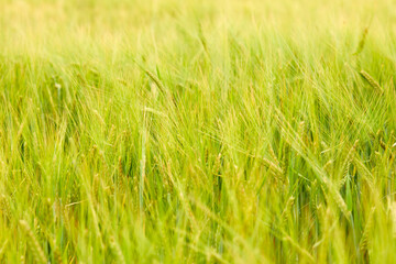 green wheat field on the farm field