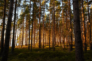 sunset light through pine forest with blueberry rice