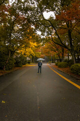 People are walking or standing on the streets with a lot of trees in autumn in Japan.