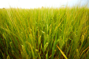 green wheat field on the farm field