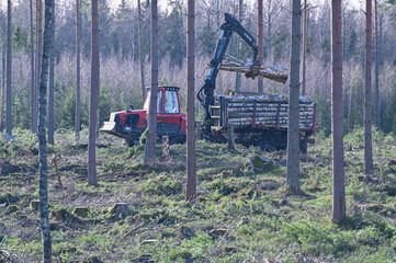 red forest machine forwarder working in cutting area