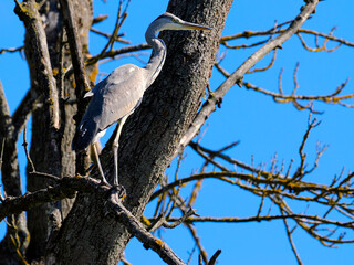 Czapla siwa (Ardea cinerea) na swoim ulubionym posterunku obserwuje akwen wodny
