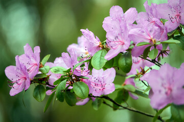 Spring day. Pink flowers of apple tree.