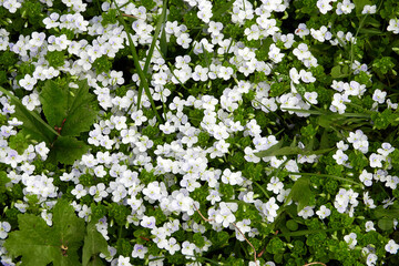 Wood louse plant. White flowers in the forest.