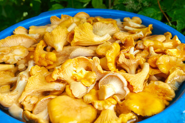  Yellow chanterelles mushrooms in the bucket