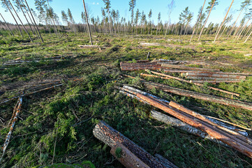 cutting area with stacked timber in Sweden